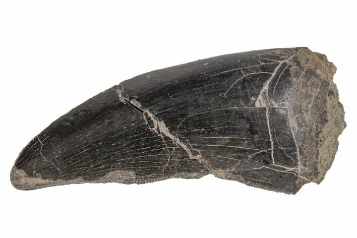 Rare, Megalosaurid (Marshosaurus) Tooth - Colorado #218316